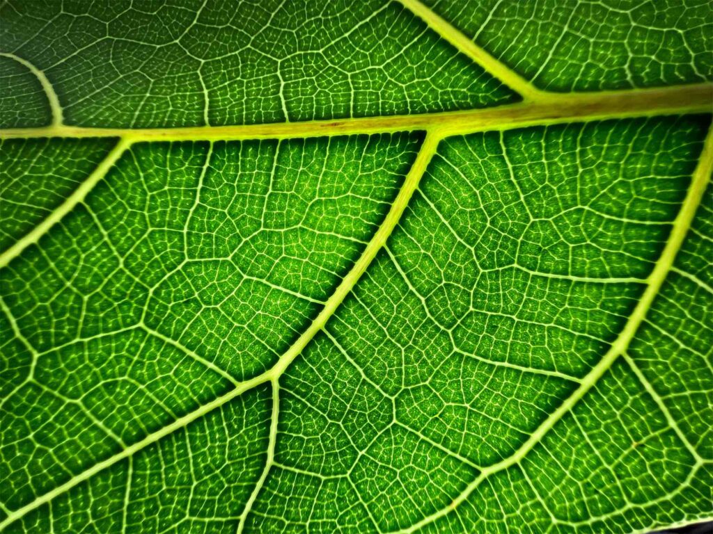 Shoot on iPhone 13 Pro 5