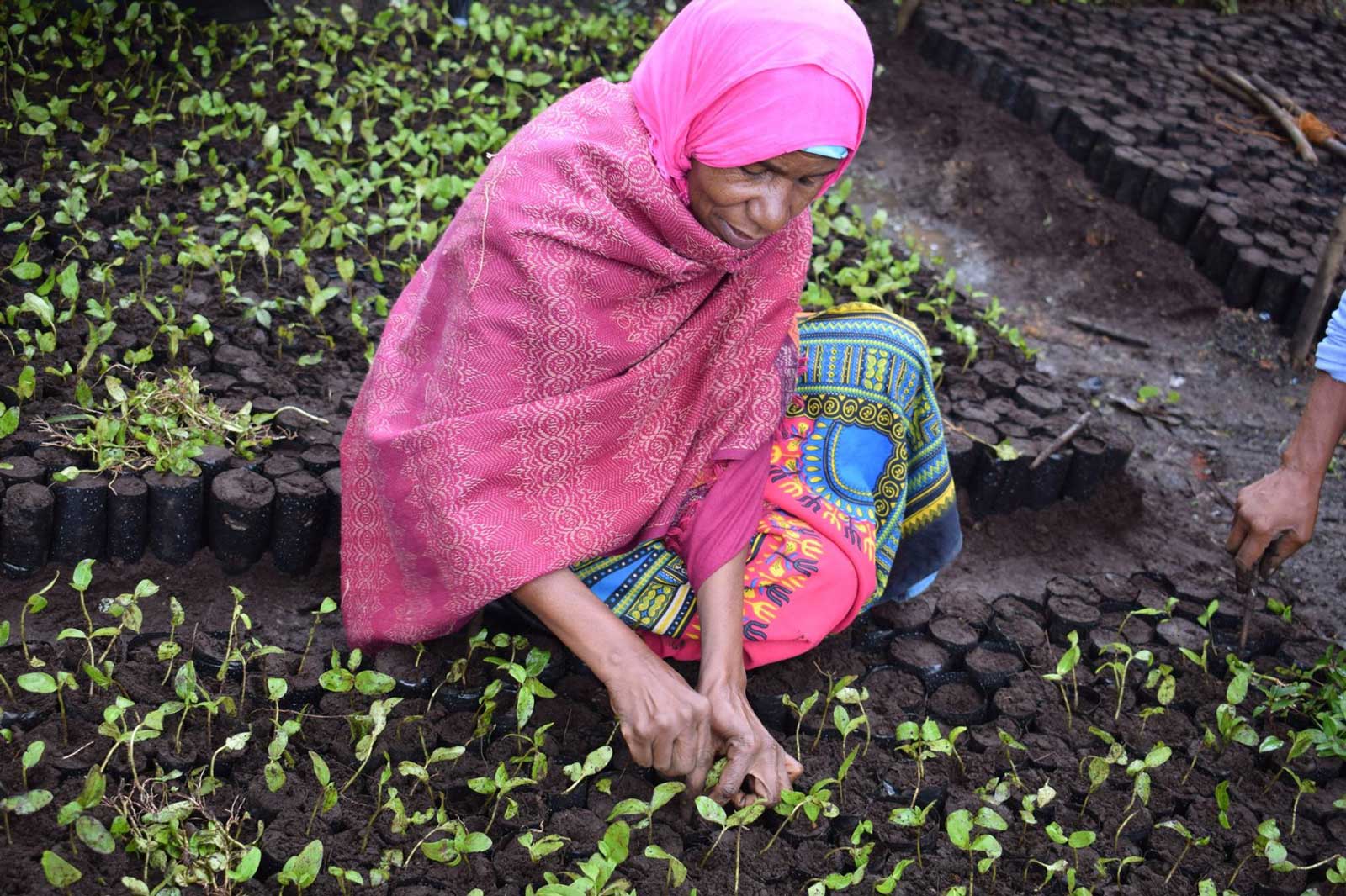 Tanzania ecosia aich15 Tanzania ecosia aich15