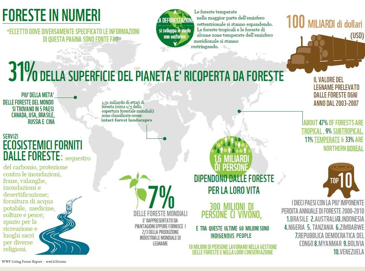 foreste infografica Wwf kjRH foreste infografica Wwf kjRH