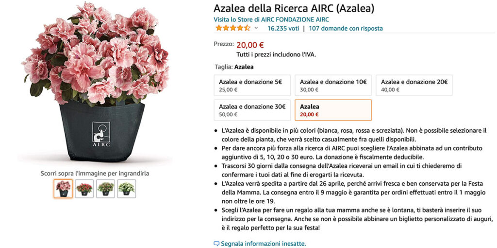 Azalea Amazon 2021 Azalea Amazon 2021
